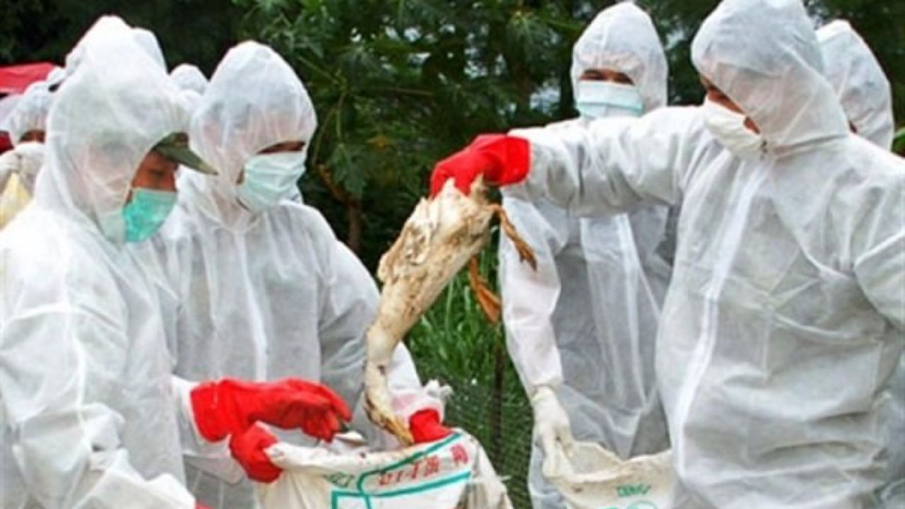 آنفلوانزای فوق حاد پرندگان تالاب میقان جدی است /صدای زنگ خطر در تالاب