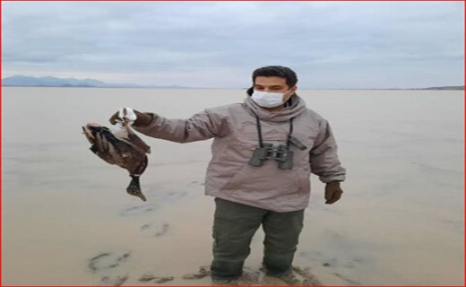 جمع آوری بیش از ۱۰۰۰ لاشه پرنده از سطح تالاب میقان