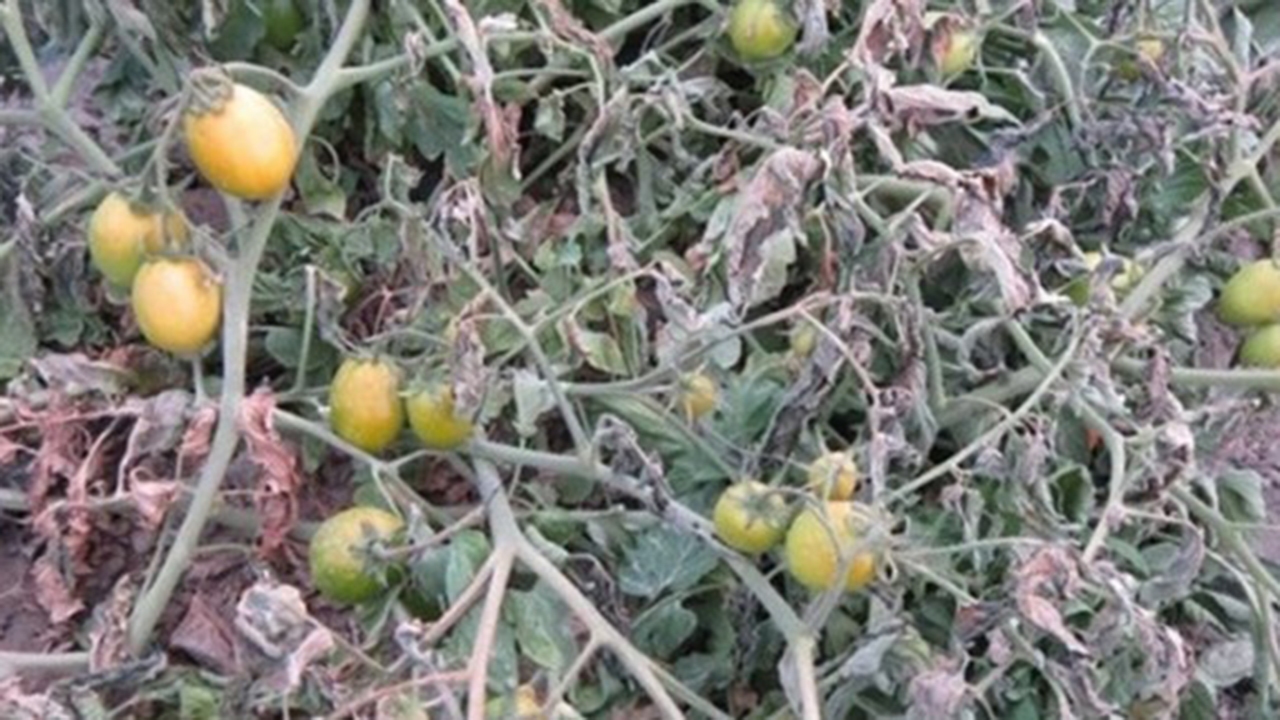 هشدار سرمازدگی به کشاورزان جهرمی