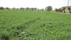 چتر حمایت ستاد اجرایی فرمان امام (ره) بر روی ۱۲۴ هزار هکتار دیمزار استان همدان