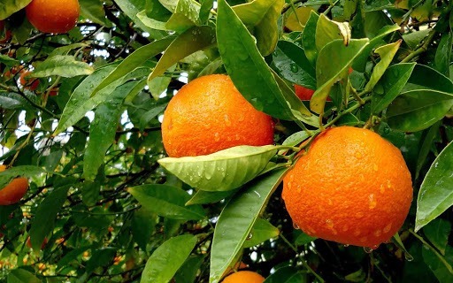 برداشت ۳۰ هزار تن پرتقال در جهرم
