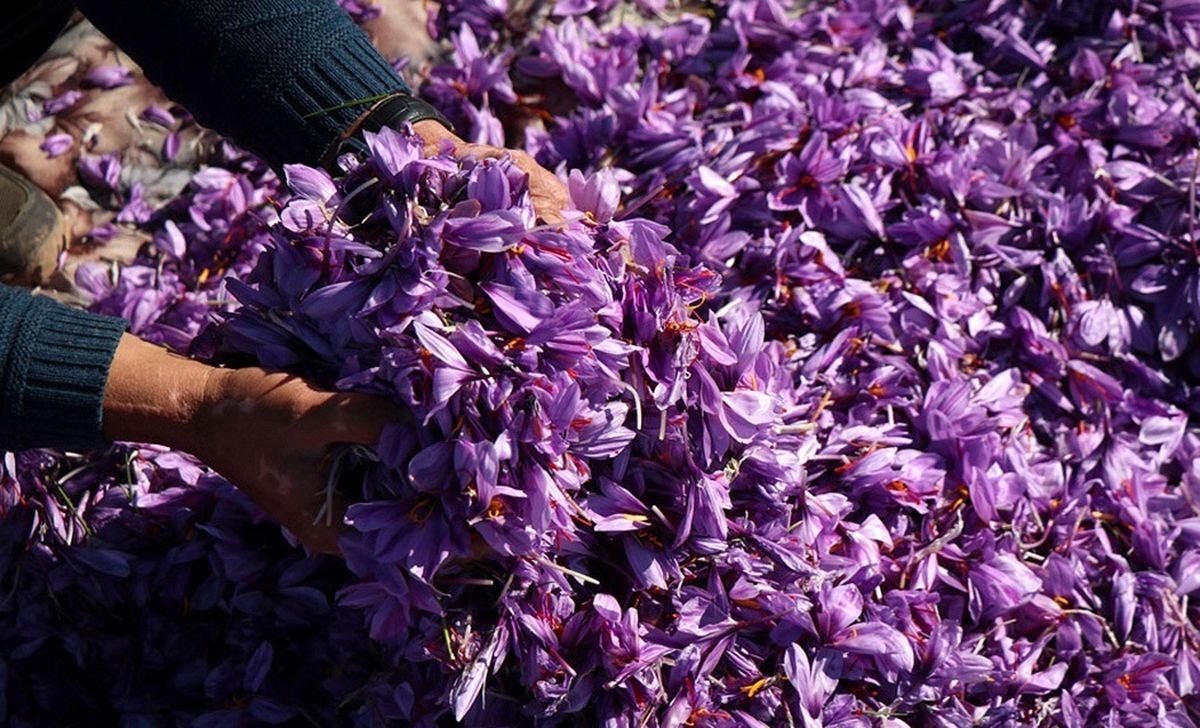 زعفران خراسان رضوی