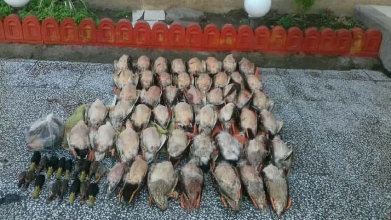 دستگیری عاملان قاچاق پرندگان مهاجر در فریدونکنار