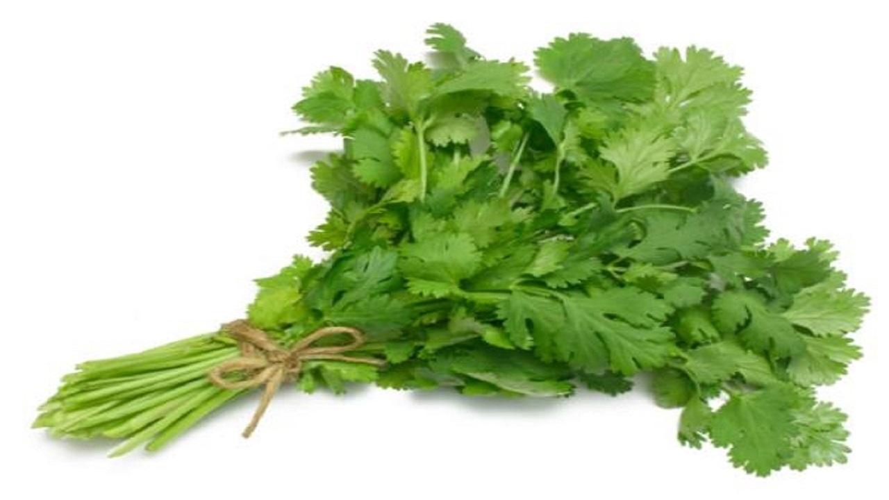  گشنیز