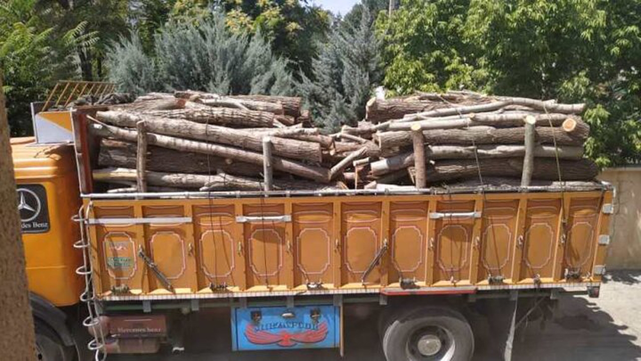 قاچاق چوب در مهاباد ۹۰ درصد کاهش یافت