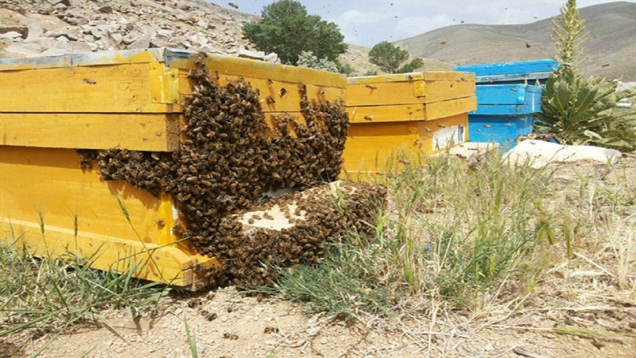 پایش کلنی‌های زنبور عسل در گیلان