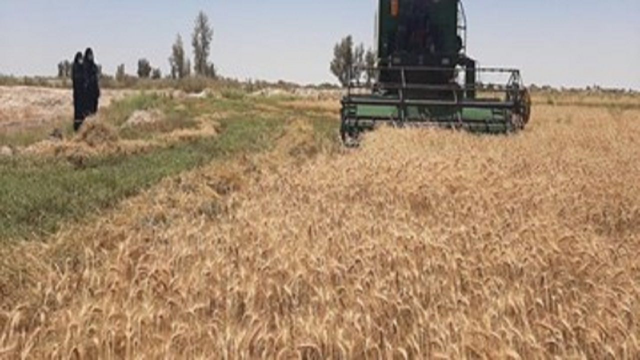 پیش‌بینی برداشت ۱۵۱۰۰ تن جو در میامی