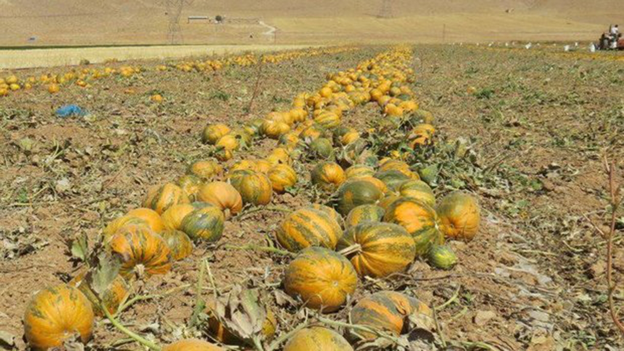 برداشت بیش از ۲ هزار تن کدو آجیلی در آباده
