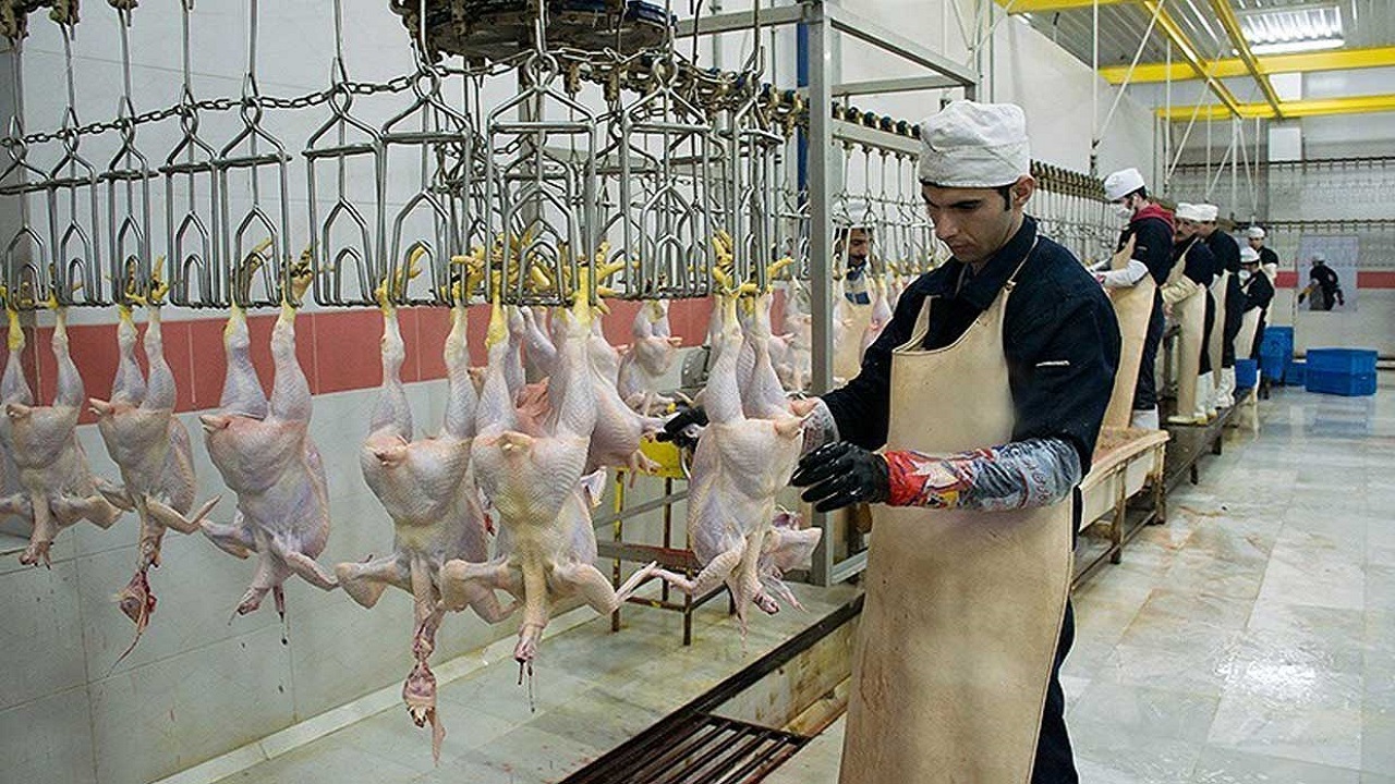 پودر گوشت می‌تواند به قطع وابستگی به کنجاله سویا منجر شود