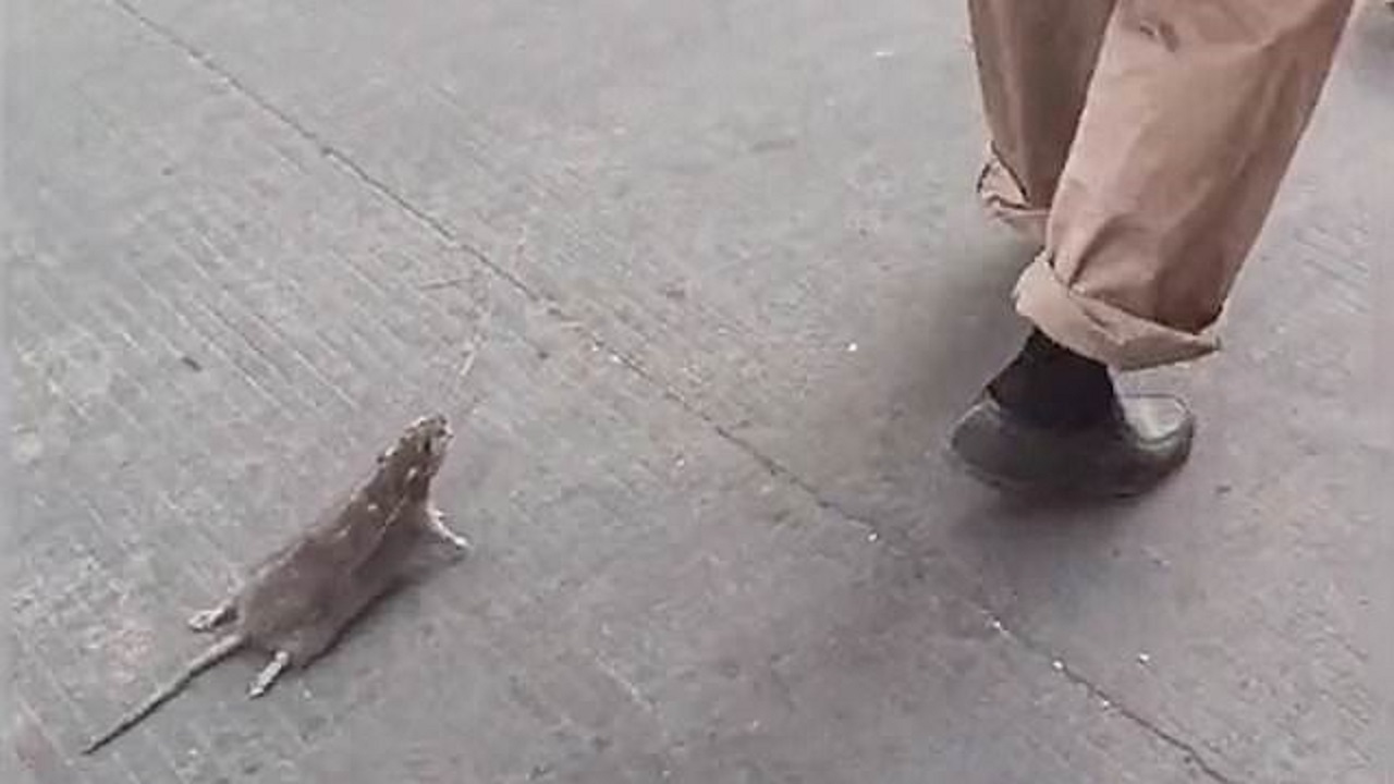 موش گردانی مرد چینی در خیابان!