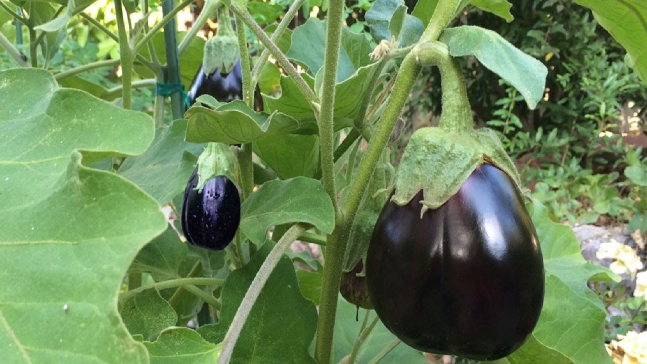بادمجان روی دست کشاورزان دشتستانی مانده است