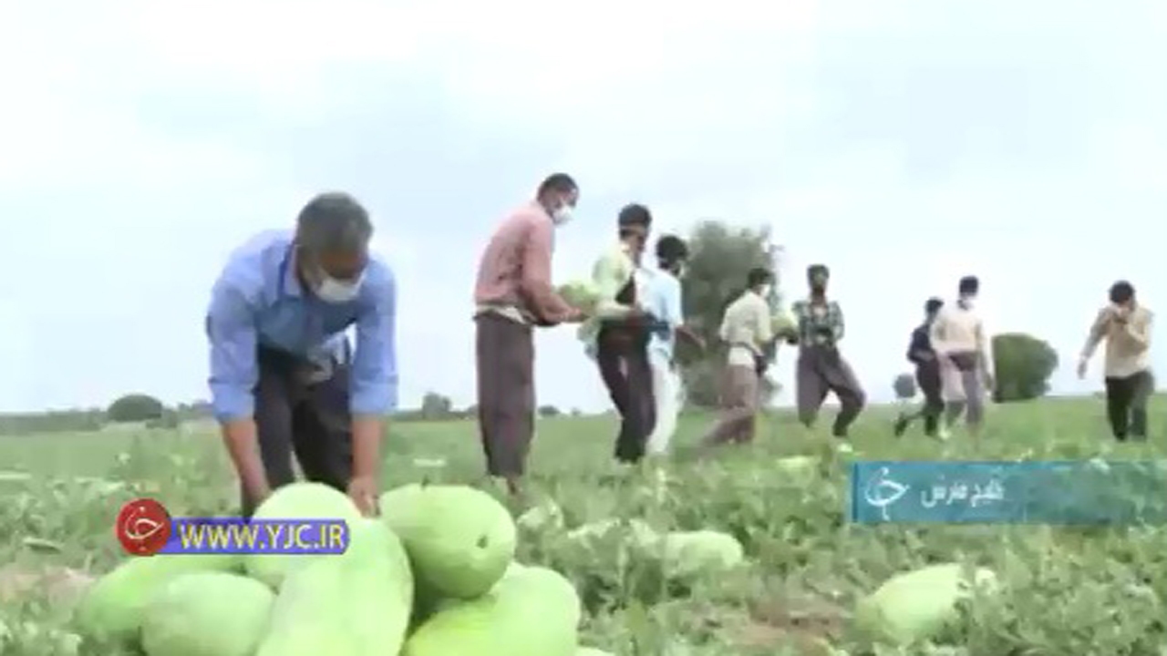 آغاز برداشت هندوانه یلدایی در هرمزگان+فیلم