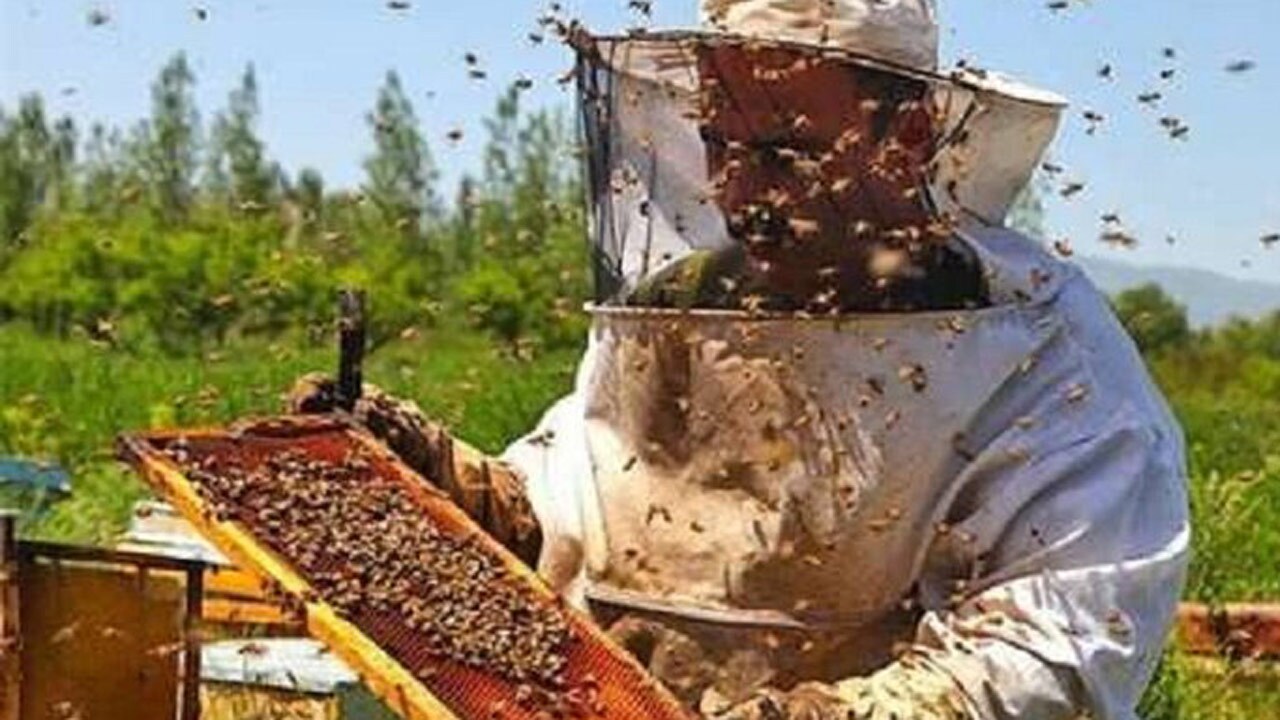 کار آفرینی از جنس یک خانواده + فیلم