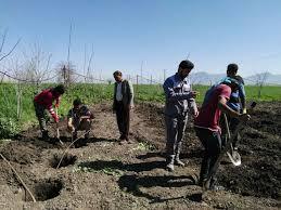 درختکاری در ۸۰ هکتار از گردنه اسدآباد