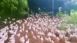 وحشت اعجاب انگیز شیرهای بالغ از یک خدنگ + فیلم