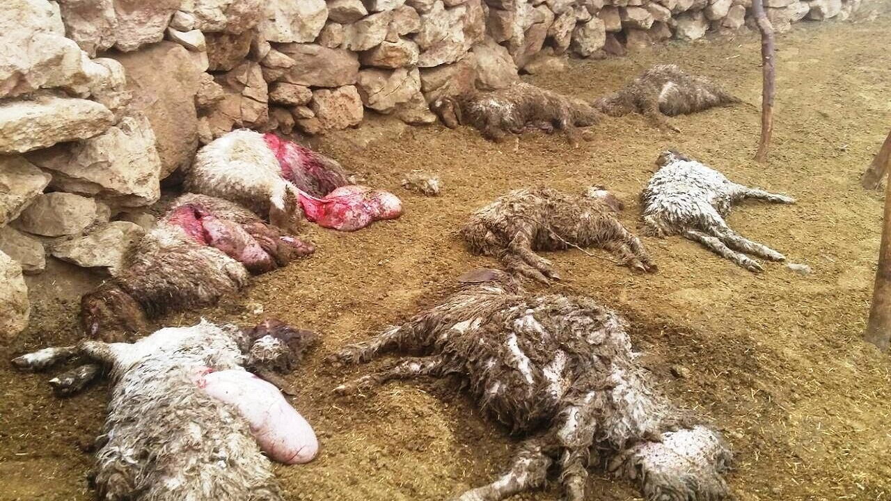 حمله یک حیوان درنده وحشی به ۴۰ راس گوسفند