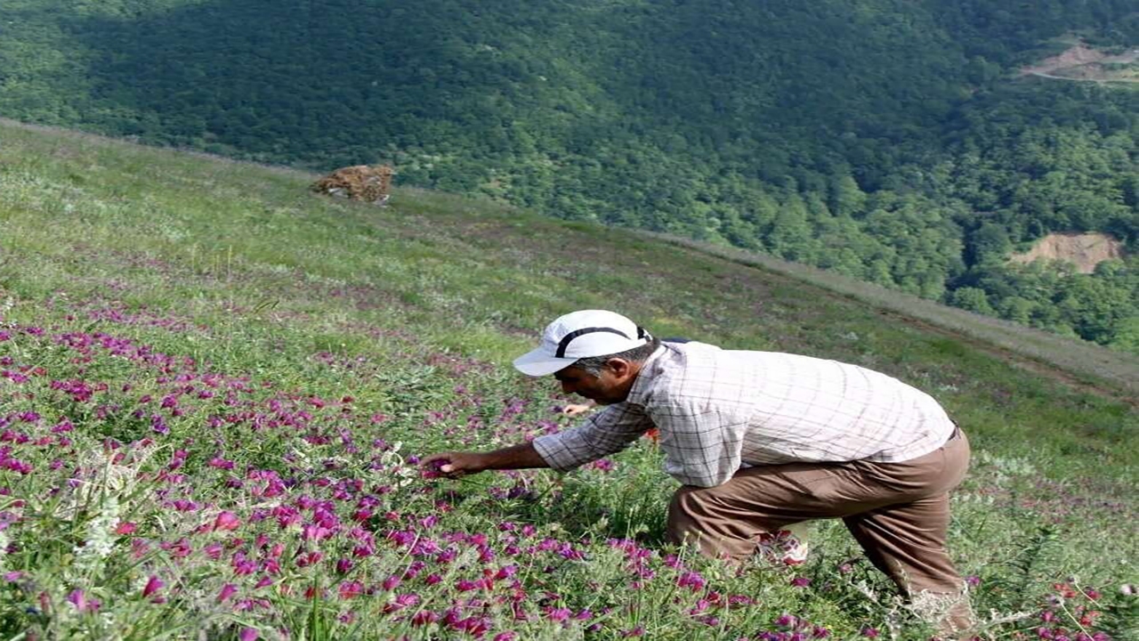 گره‌گشایی از اشتغال با کشت گیاهان دارویی در مراتع کهگیلویه و بویراحمد