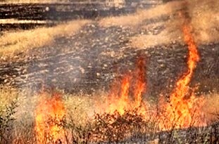 آتش سوزی تالاب گندمان مهار شد