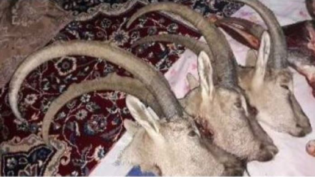 دستگیری عامل شکار سه رأس کل وحشی در بهاباد