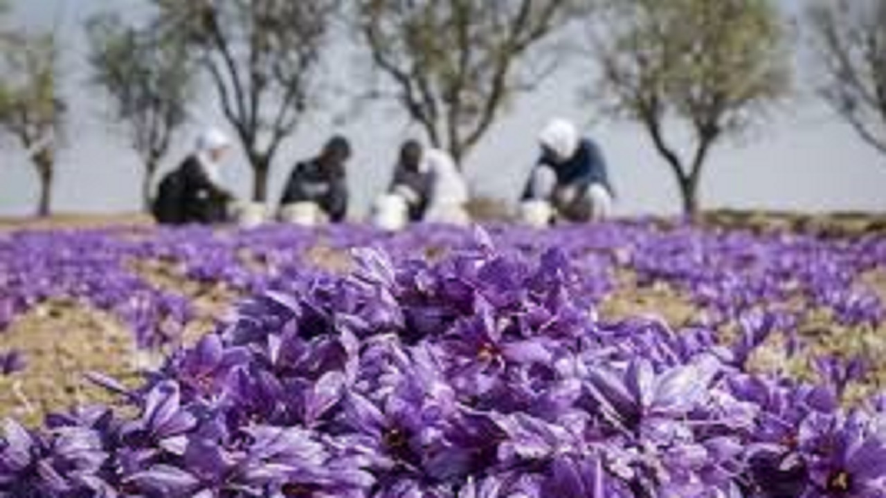 خرید حمایتی ۱۲ تن زعفران در خراسان رضوی