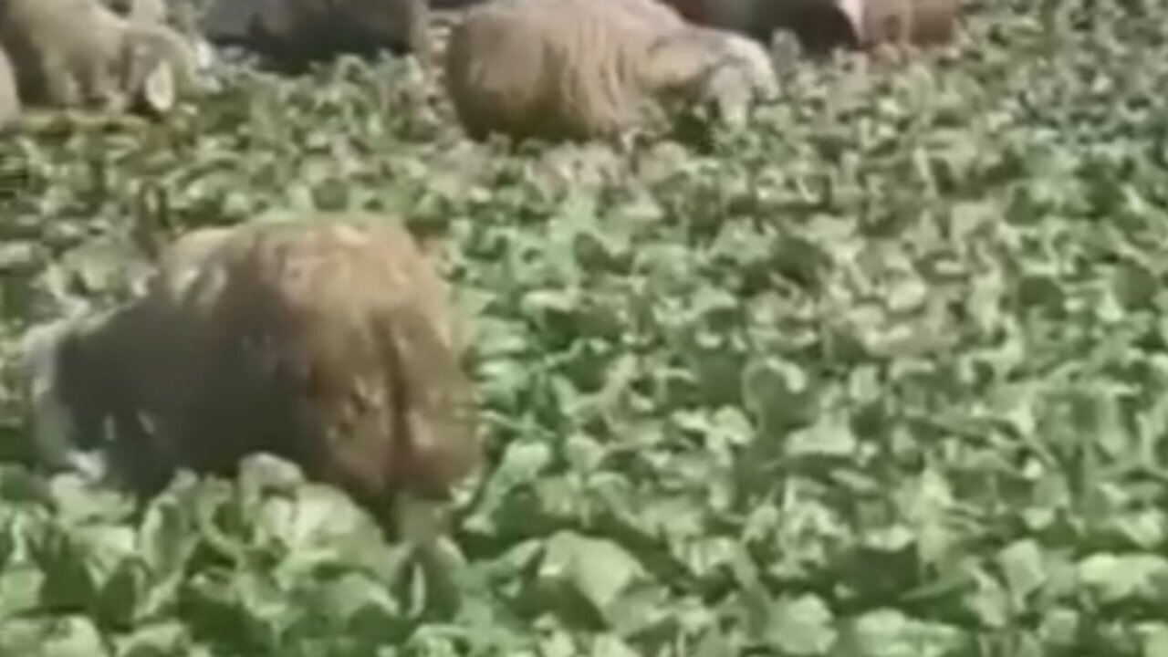 لحظه عجیب چرای گوسفندان در مزرعه کشت کاهو + فیلم