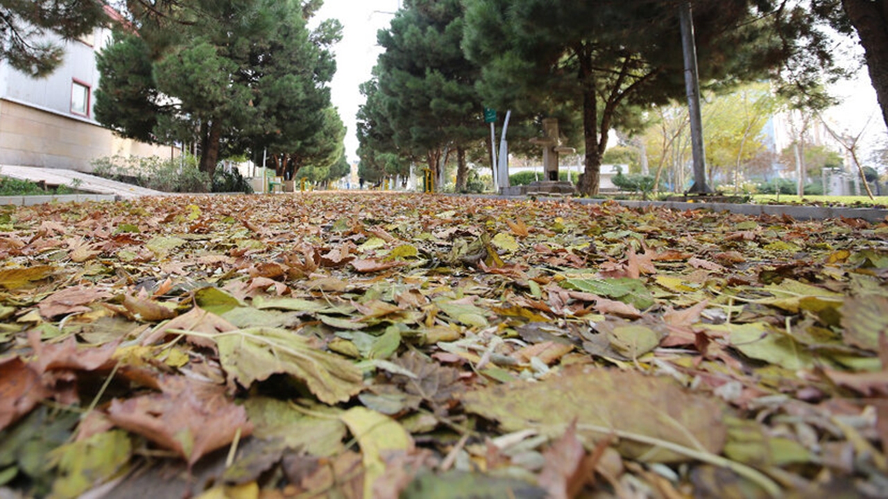 جشنواره برگ‌های پاییزی در شیراز