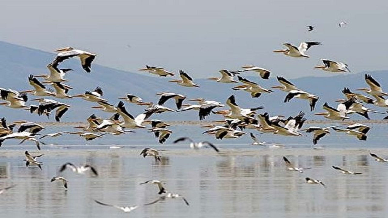 مهاجرت زمستانه ۳۰ هزار پرنده به تالاب گندمان