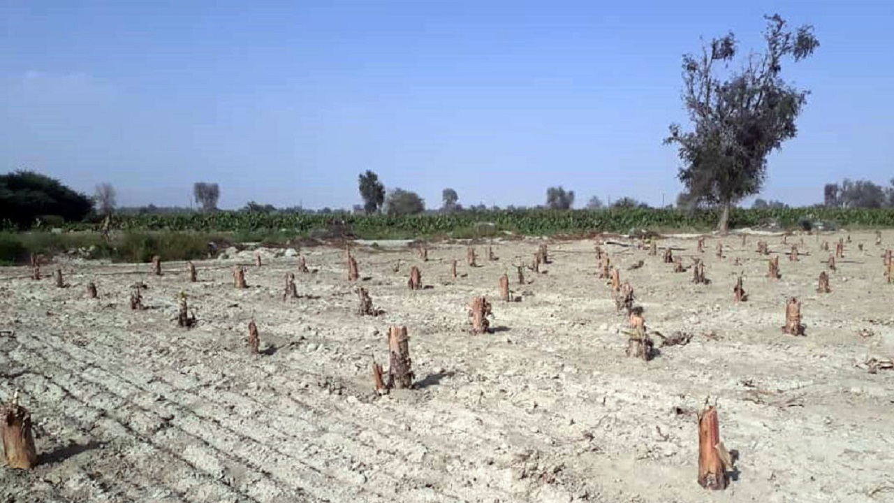 ۵۰ هزار اصله نهال کشت‌بافتی موز در سیستان و بلوچستان کشت شد