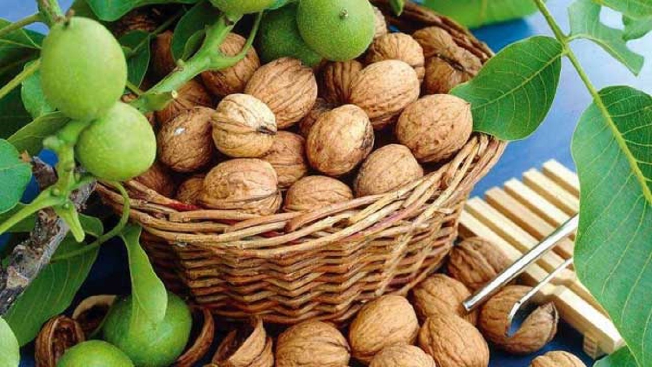 مضرات و فواید گردو که از آنها بی خبرید +دستورالعمل مصرف روزانه