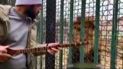 کمین و حمله ماهرانه جگوار به تمساح + فیلم