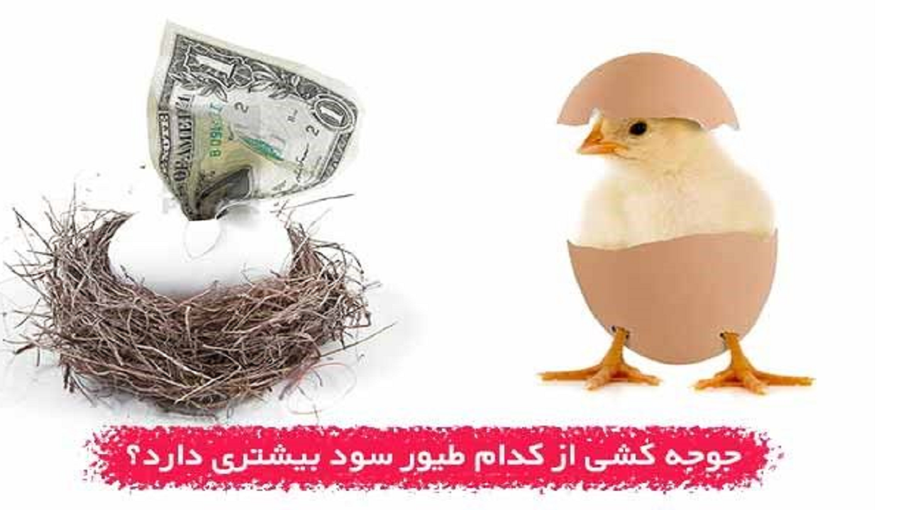 جوجه کشی از کدام پرنده بهتر است و درآمد بیشتری دارد؟