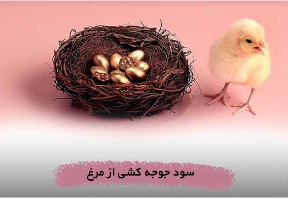 جوجه کشی از کدام پرنده بهتر است و درامد بیشتری دارد؟