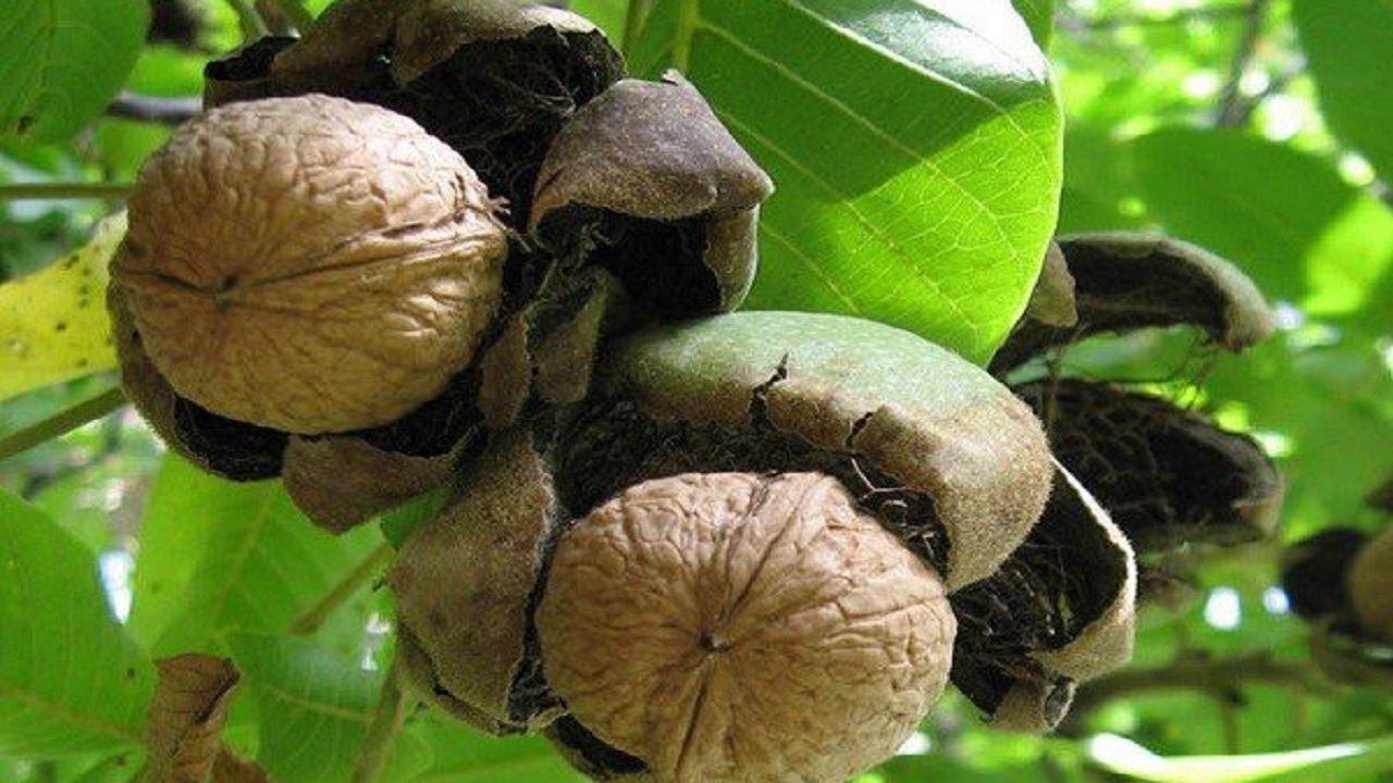 سرمای پاییزه آب پاکی را بر دستان گردوکاران ریخت