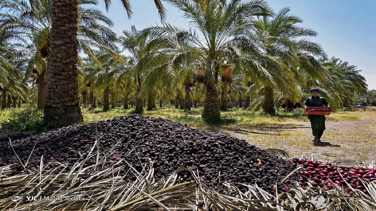 تولید خرما به بالای یک میلیون و ۲۰۰ هزار تن رسید؛ قیمت هر کیلو خرمای مضافتی ۲۰ هزار تومان