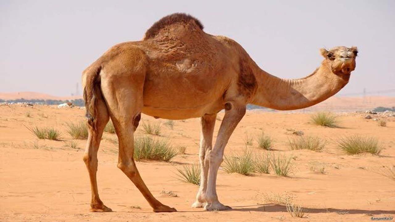 شترهای بدون پلاک قاچاق محسوب می شوند