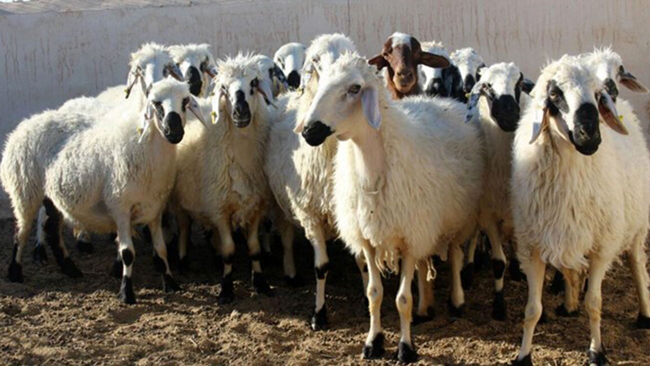 کشف ۱۳ راس گوسفند سرقتی در اسدآباد