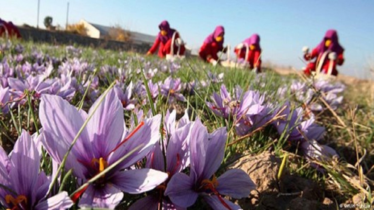 زعفران‌کاران محصول خود را به دفعات وارد بازار کنند