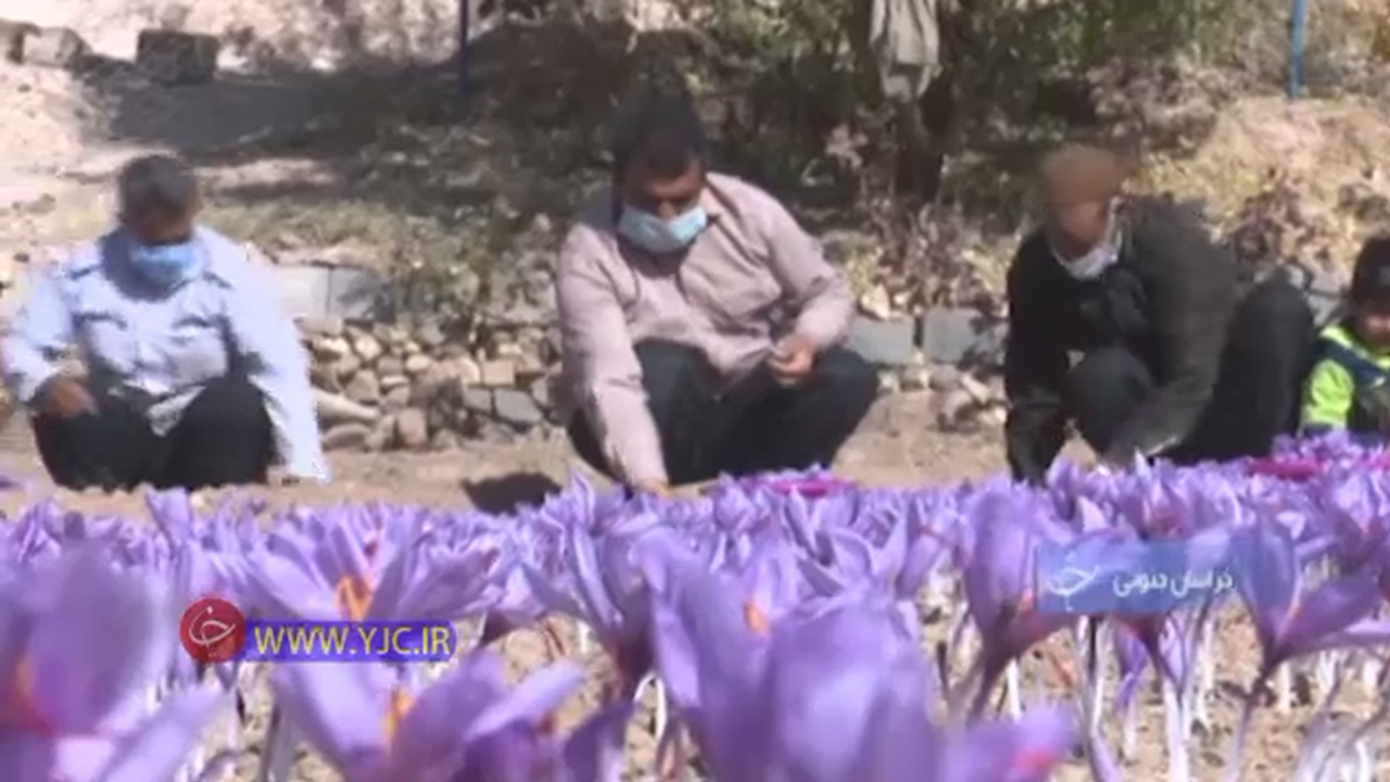 برداشت مرغوب ترین طلای سرخ جهان+فیلم