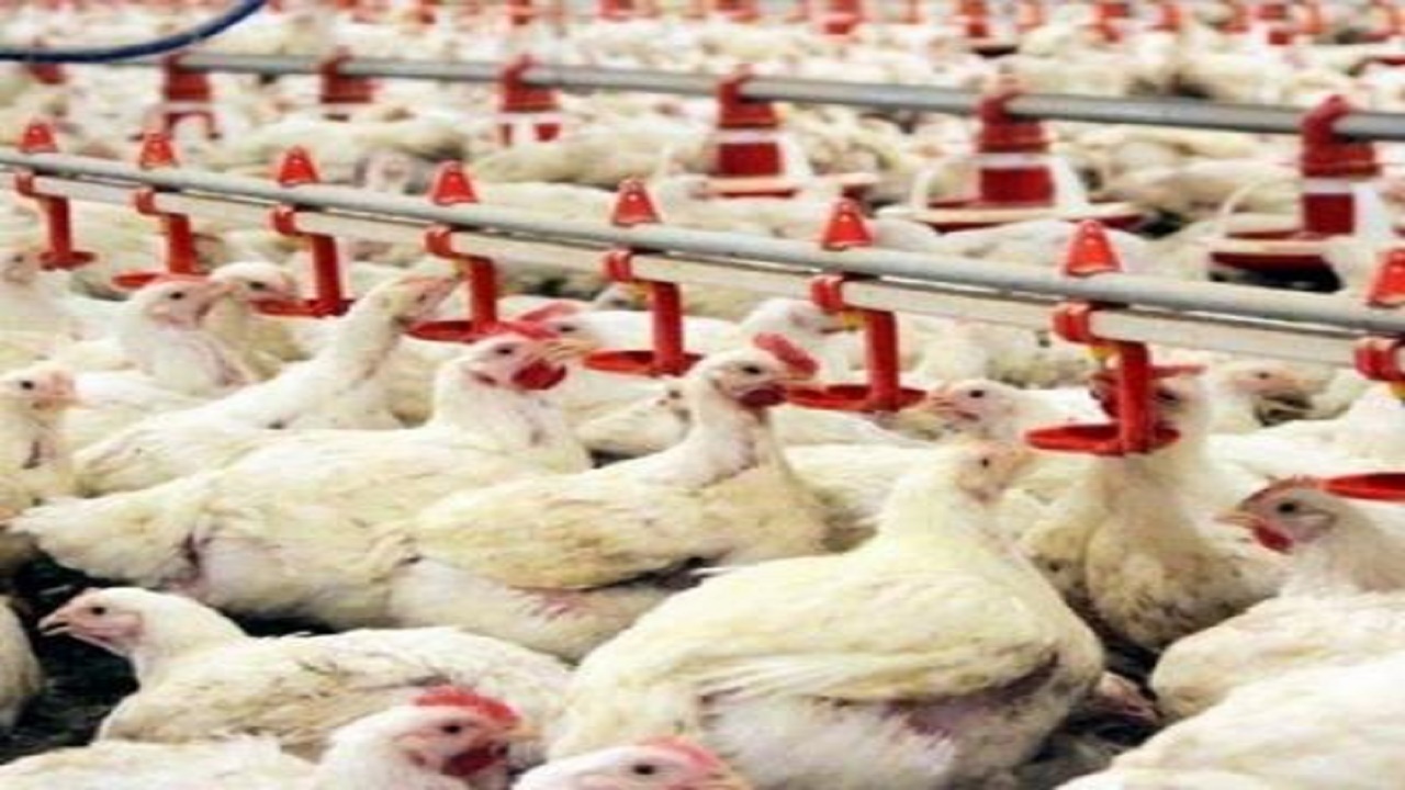 قیمت مرغ از فردا ۲۵ هزار تومان
