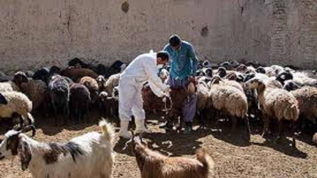 واكسيناسيون دام هاي سبك در روستاهای خراسان رضوی