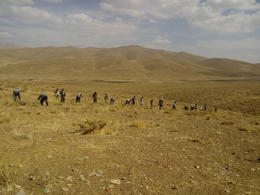 بذرپاشی و کپه کاری در ۱۵۰ هکتار از مراتع شهرستان بهار