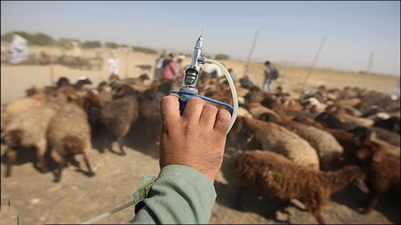 ۱۰۰ هزار راس دام عشایر خراسان شمالی علیه تب برفکی واکسینه شدند