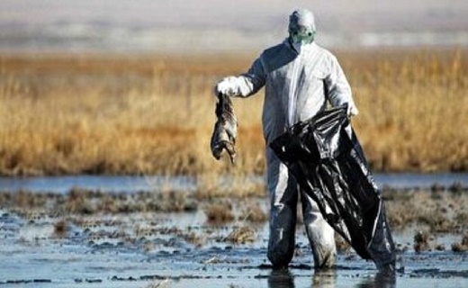 تایید آنفلوانزای فوق حاد پرندگان در مازندران تایید آنفلوانزای فوق حاد پرندگان در مازندران