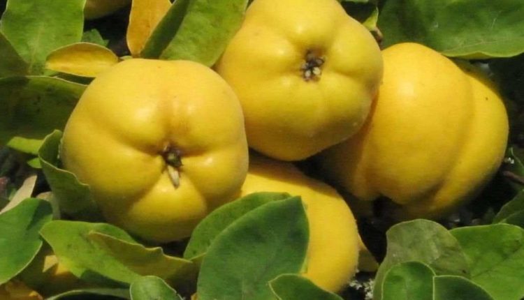 شگفتی های میوه به 