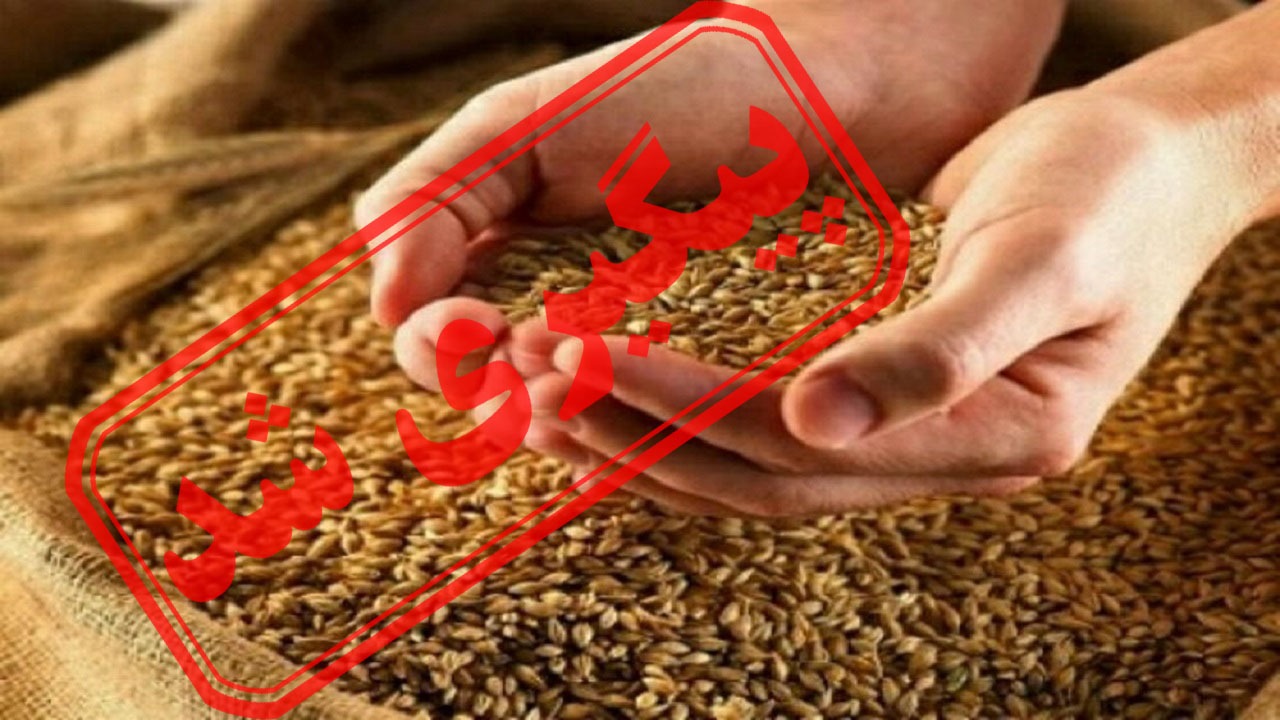 گلایه کشاورزان بوشهری از کمبود بذر + نتیجه پیگیری