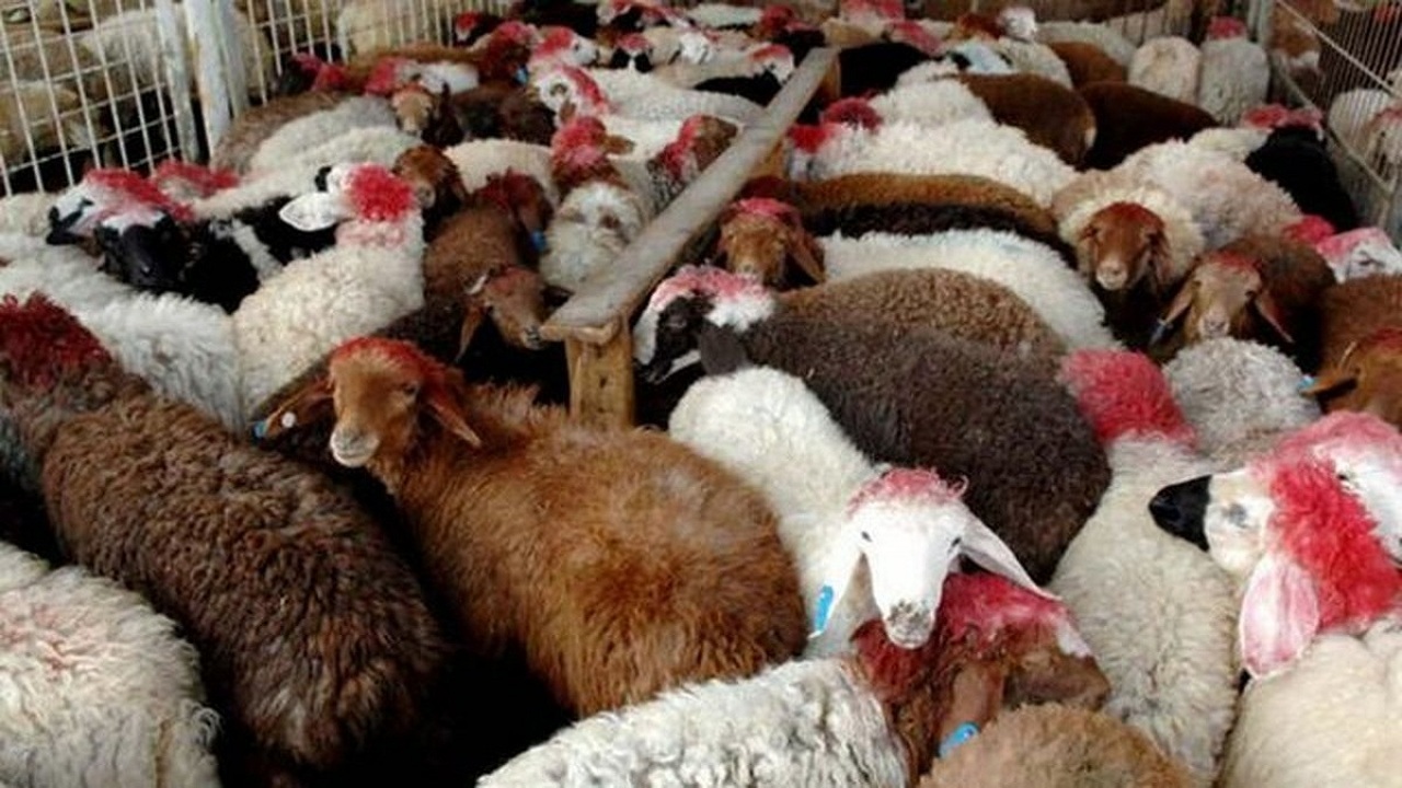 دستگیری سارق احشام در ابهر