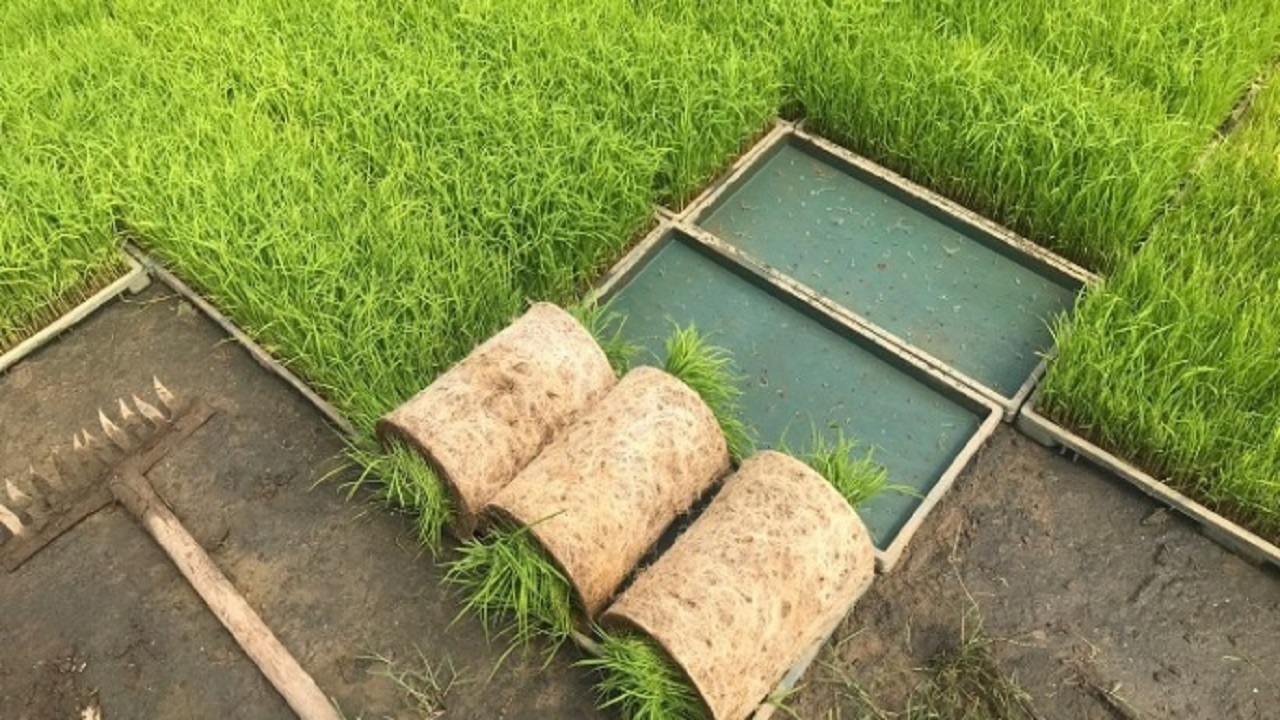 نشای اینترنتی برنج