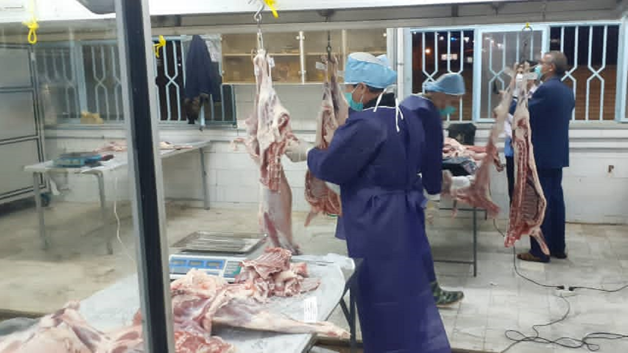 قربانی ۵۳ رأس گوسفند در بروجن همزمان با نیمه شعبان