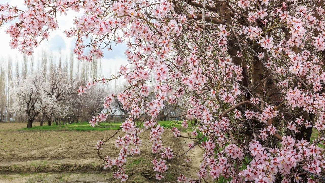هوایی آرام و بهاری در اواخر تعطیلات نوروزی