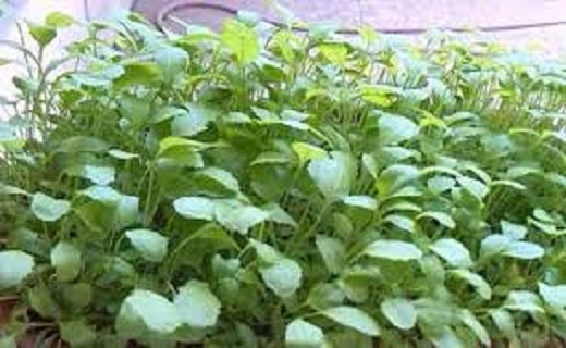 آیا شاهی سرفه را درمان می&zwnj;کند؟